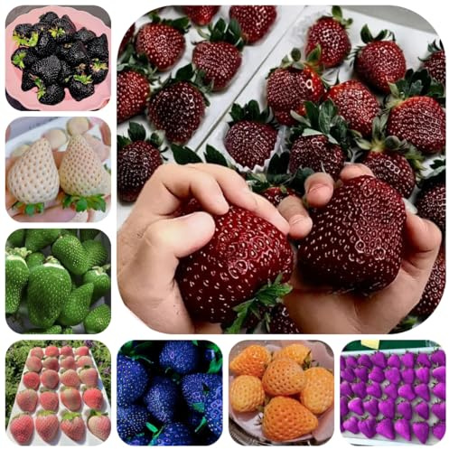 erdbeeren hängend - erdbeersamen - topfpflanzen draußen winterhart erdbeer klettererdbeeren säulenobst 100pcs