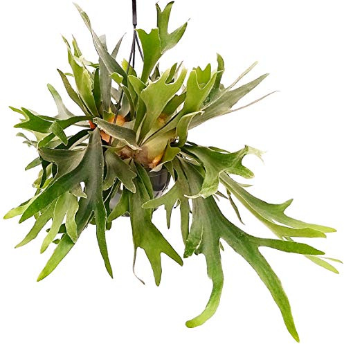 POWERS TO FLOWERS - PLATYCERIUM ALCICORNE XXL, pianta vera