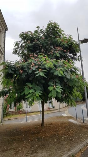 Albizia julibrissin 'Rouge Selection' / Arbre à soie à fleurs rouge/Conteneur de 3 à 4 litres/Baliveau