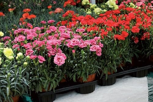 150 Semi di Garofano Rifiorente di Nizza, Miscuglio di Colori, Diamanthus Caryophyllus, fiori per Vaso, Fioriere, Giardino, Aiuole, Bordature