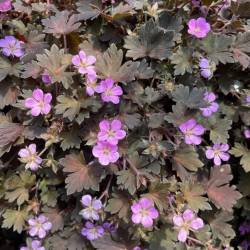 semi di geranio resistenti - interno vecchie varietà decorative giardino rare 300pcs