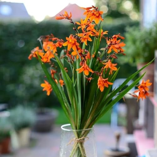 montbretien - montbretie - blumenwiese bodendecker gartenkräuter mehrjährig, balkon gartendeko für draußen kräutersamen 300samen