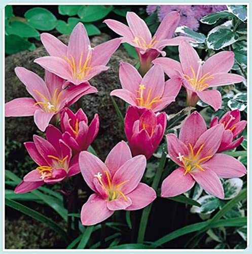 Lirio de Lluvia Rízoma,Verdadero,Delgado, Fresco, Robusto, Natural, bulbo de Zephyranthes-3 bulbo
