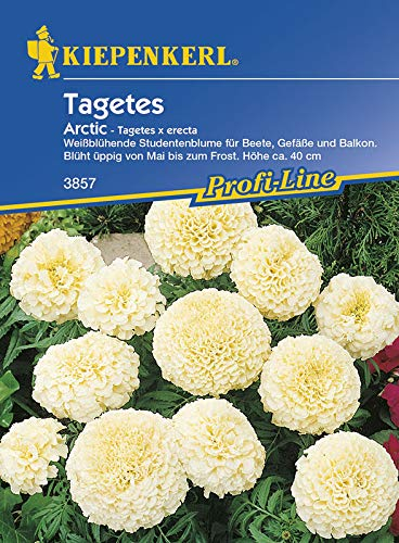 Kiepenkerl 3857 Tagetes Arctic (Tagetessamen)