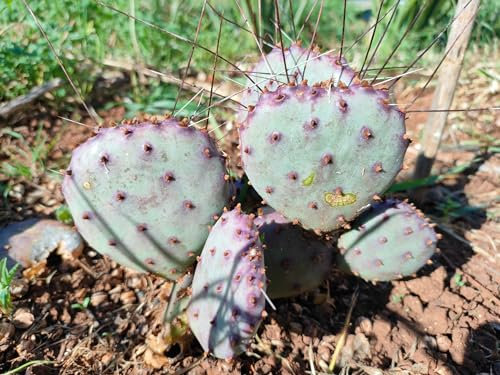 Talea di fico d'india viola - Opuntia var. macrocenta Santa Rita 1 pz