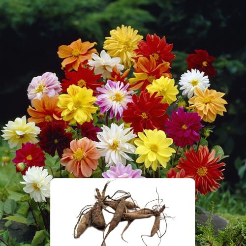 2 Dahlia Unwinn Mixed Bulbs – Vibrant, Colourful Perennial Flowers – Summer-Blooming Garden Beauties – Perfect for UK Gardens & Climate Conditions