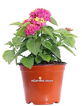 Pianta di Lantana Camara pianta da esterno pianta da fiore pianta di Lantana Camara ornamentale pianta vera di Lantana venduta da eGarden.store (Fucsia v. 14 cm)