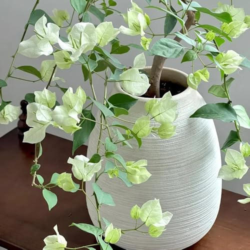 bougainvillea hochbeet balkon kräutersamen balkonpflanze hängepflanzen winterharte stauden garten hochbeet frühlingsblumen blumengarten blühende rankpflanzen winterhart 1000samen