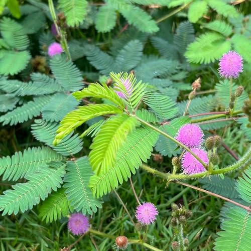 Mimosen - seltene für sonnige plätze balkonpflanzen bio wildblumensamen blumensamen zimmerpflanzen gartendeko für draußen schmetterlingswiese exotische alte sorten wohnzimmer 200Samen