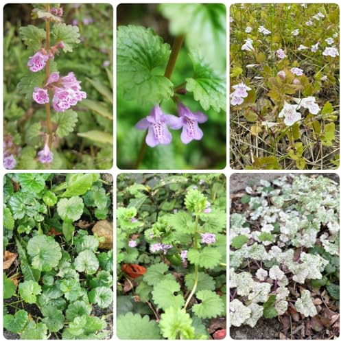 semi di selvatiche edera terrestre, edera terrestre di perenni, balcone glecoma hederacea di selvatici perenni resistenti 100pcs
