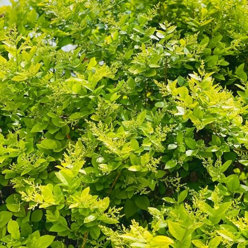 Semillas de aligustre - verdes Ligustro lucidum, variedades antiguas de balcón de jardín de rocas comprar semillas de otoño setos de 200pcs