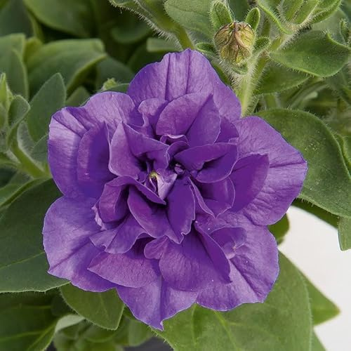 Petunie blau, gefüllt, hängend, Topf-Ø cm, 6 Pflanzen