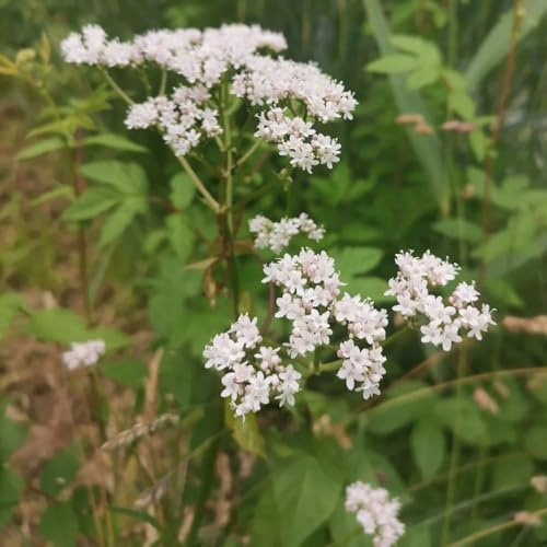 Semi di valeriana biologici, biologici Valeriana officinalis, semi di aromatiche da cucina esotiche prodotti sostenibili seminare vecchie varietà 300pcs