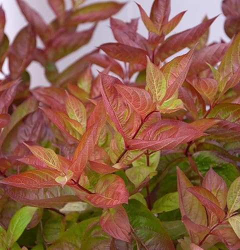 Hochstamm Weigelie Wings of Fire 80-100cm - Weigela florida - lebende Gartenpflanze aus den Baumschulen