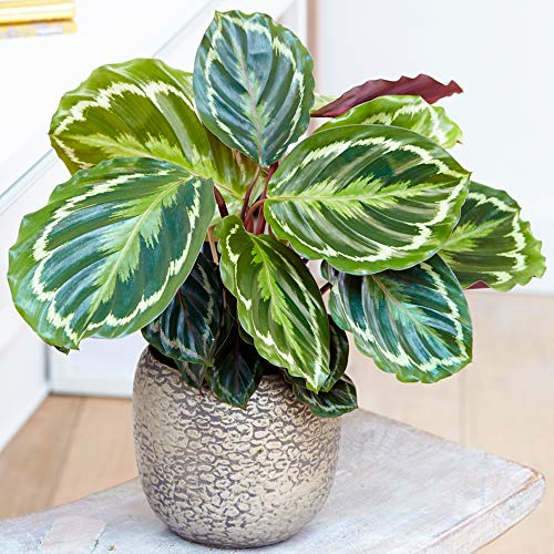 Calathea Médaillon à feuilles persistantes | Meilleure plante d'intérieur | 30-40cm en Pot