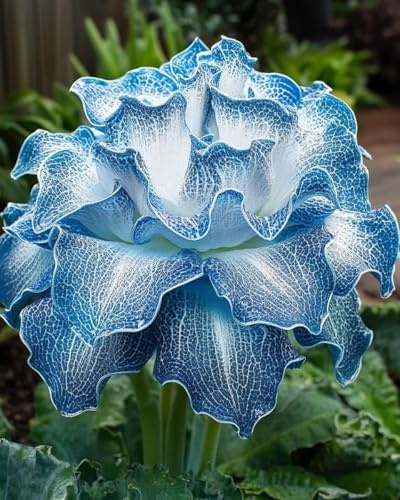 Raro Hosta Bulbi, piante erbacee perenni, Hosta Bulbi grande, Ambiente paesaggistico, Hosta in vaso, profumate, pianta Hosta(Non artificiali)-6 Bulbi-F