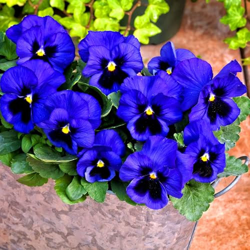 Pansy Swiss Giant Blue Ullswater 150 Seeds + Plant tag + Freebie - Viola wittrockiana