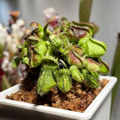 Cephalotus follicularis, indoor Fleischfressende, pflanzensamen winterharte balkonpflanzen winterharte für balkon exotische 10Samen