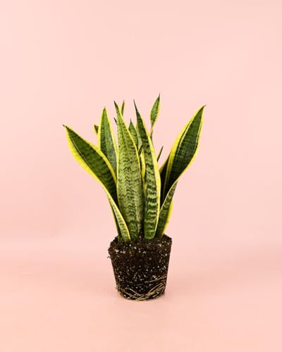 PUR PLANT Sansevieria trifasciata | Lengua de suegra | Planta natural de interior resistente y elegante | Ideal para ambientes luminosos | Maceta de Ø13 cm