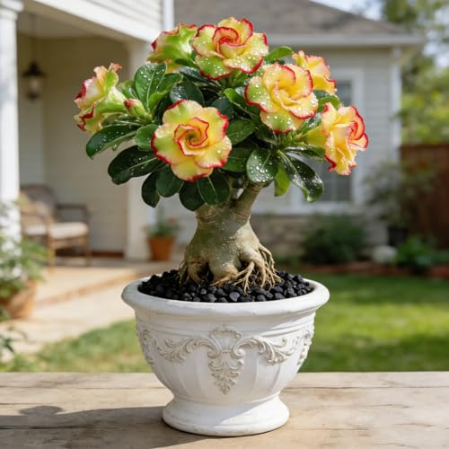 Rosa del deserto, resistente, perenne - Giardini e balconi, decorazione, giardini-1bulbi-a