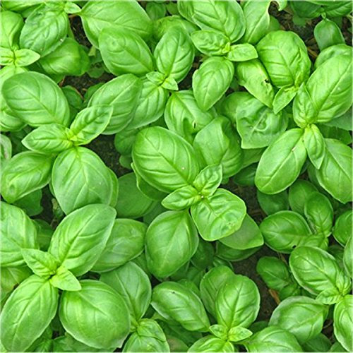 Semi Basilico Alla Liquirizia