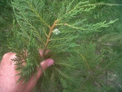 Seeds 20pcs Cypress Trees Semi Fleshy Platycladus Orientalis Oriental Arborvitae of Conifer Seed Seeds Perennial Plants Easy Garden Grow 4