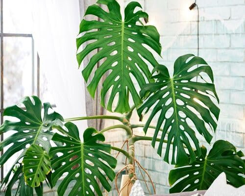 Lot de 10 nouvelles graines fraîches de plantes Monstera