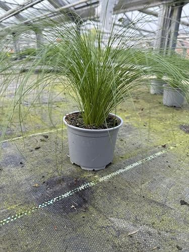 Ponytail-Gras – Stylisches Katzengras im 12 cm Topf | Stipa tenuissima | Ungiftig, dekorativ & langlebig | Für Wohnung & Balkon (3)