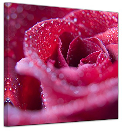 Bilderdepot24 Keilrahmenbild - Rosenblüte - Bild auf Leinwand 80 x 80 cm - Leinwandbilder Bilder als Leinwanddruck Pflanzen & Blumen Natur rosa Rose mit Wasserperlen