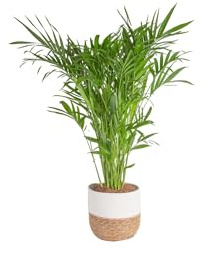 Costa Farms Cat Palm, Live Indoor Houseplant in Décor Planter, Tree-Like Floor House Plant Potted in Soil, Housewarming Gift for New Home, Living Room or Office Decor, Patio Decor, 3-4 Feet Tall