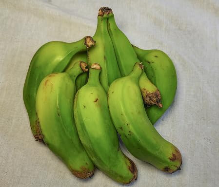 Semillas de plátano gigante (50 unidades) para plantar en verde
