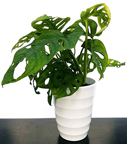 POWERS TO FLOWERS - MONSTERA OBLIQUA MONKEY, PHYLODENDRON, IN VASO CERAMICA BiANCO CERCHI CONCENTRICI, pianta vera