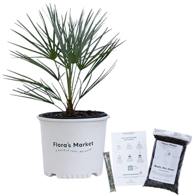 Silver European Fan Palm - 3 Gallon - Includes Planting Kit