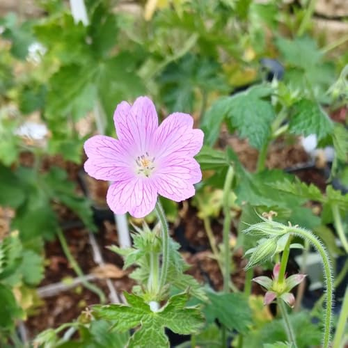 Geranium oxonianum 'Claridge Druce' - Hardy Perennial Ground Cover with Rose Pink Flowers 1 Litre Pot x 2 by Thompson and Morgan