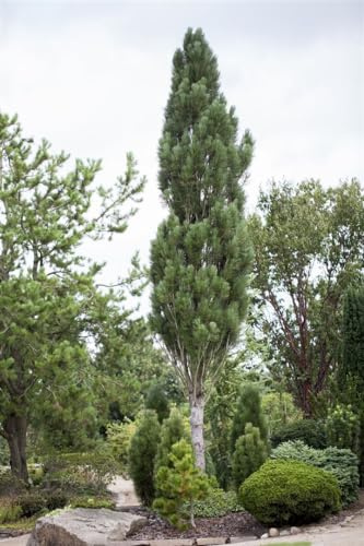 Schwarzkiefer Pinus nigra Obelisk 60-70 cm winterhart immergrün | Säulenform, schmaler Wuchs, sonniger Standort, robust, frosthart, schnittverträglich, ideal für kleine Gärten und Kübel