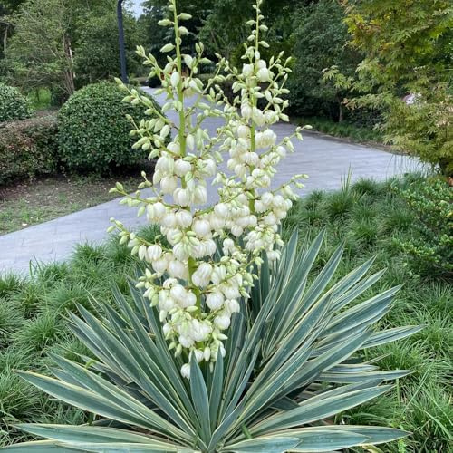 Semi di Yucca Filamentosa, rare decorazione floreale da esterno resistenti perenni semi di selvatici 25pcs