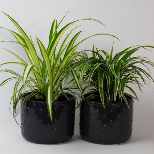 Tropical Plants UK 2 X Spider Plant – House Plants for Indoor air Purifying, Real houseplants with Pot, houseplant for Indoors, Live spiderplant air-Purifying. (2 X Spider Plant 13cm)