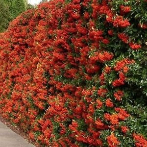Semi cinesi Agazzino Bush (Pyracantha fortuneana) 30 + Semi