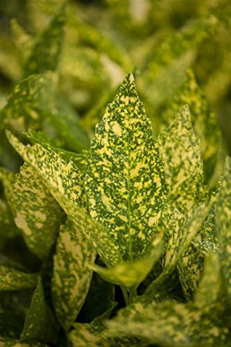Japanische Aukube Aucuba japonica Variegata 30-40 cm immergrün | Buntlaubig gelb-grün, schattenverträglich, kübelgeeignet, robust, dekorativer Blickfang, ganzjährig belaubt