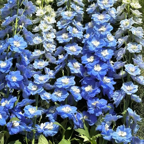 rittersporn winterhart mehrjährig, garten, balkon, bodendecker, exotische, 300samen