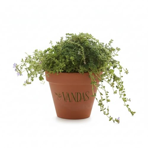 VANDAS Verbena Hybrida – Tappezzante Viola a Fioritura Prolungata | Vaso 13 cm | Ideale per Aiuole e Balconi | Made in Italy