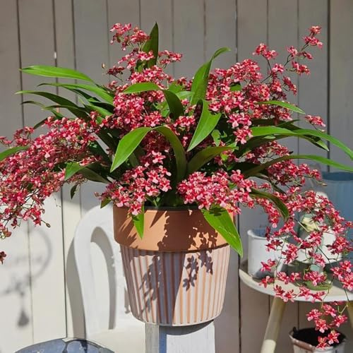 semi di orchidea oncidium - giardino, interno, recisi to balcone perenni resistenti ornamentali, decorazione 200pcs
