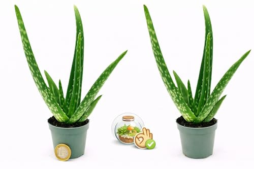 POWERS TO FLOWERS - ALOE VERA MINI, 2 PIANTE, VASO 5,5 CM, IDEALE PER TERRARIUM, Piante vere