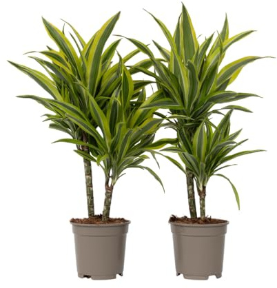 Plant in a Box - Dracaena Deremensis 'Zitronenlimette' - Drachenbaum - 2er-Set - Topf 17cm - Höhe 60-70cm