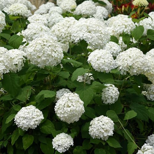 Green boutiQ - Gartenpflanze - Hydrangea arborescens Annabelle - Bauernhortensie - Winterhart - Weiß - 3 Pflanzen - Topf 12cm - Höhe 20-30cm