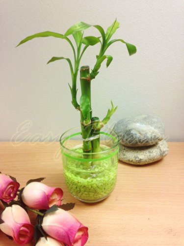 1 vaso cilindrico in vetro verde con ghiaia verde [3 steli]