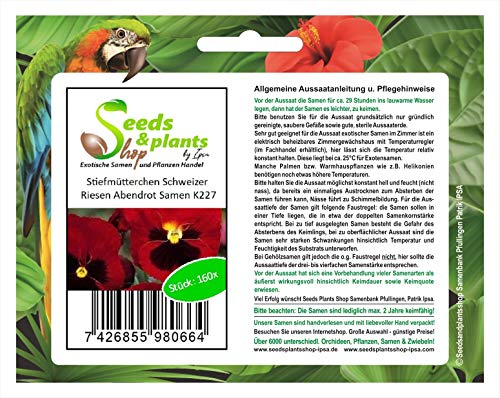Stk - 160x Stiefmütterchen Schweizer Riesen Abendrot Garten Pflanzen - Samen K227 - Seeds & Plants Shop by Ipsa