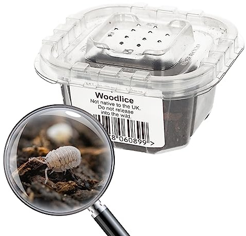 Livefoods4u Live Mini Speckled Isopods 2mm | Bioactive Clean-Up Crew