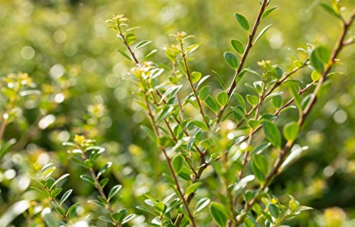 Ilex crenata 'Stokes' 40-50 cm - Japanische Stechpalme, immergrün, ideal für Hecken und Kübel, schnittverträglich, winterhart