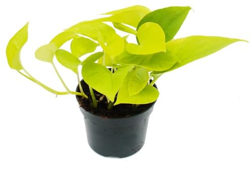 Epipremnum Aureum- Potho Neón - Natural Planta de Interior con Hojas Colgantes